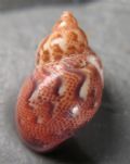 Tricolia pullus pullus